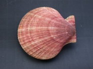 Chlamys islandica (Mler O.F., 1776)