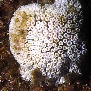 Cladocora caespitosa Cladocora caespitosa
