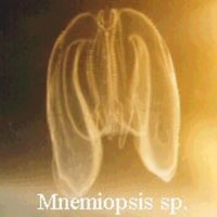 Mnemiopsis from the Black Sea.