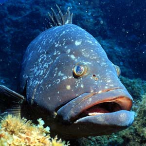 Dusky grouper in Corvo Island voluntary marine protected area. Dusky grouper in Corvo Island voluntary marine protected area.
