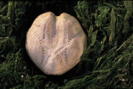 Echinocardium cordatum (Pennant, 1777) Echinocardium cordatum (Pennant, 1777)