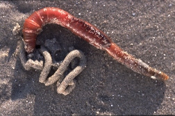 Picture of Arenicola marina (Linnaeus, 1758) Picture of Arenicola marina (Linnaeus, 1758)