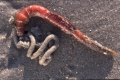 Polychaeta (bristle worms)