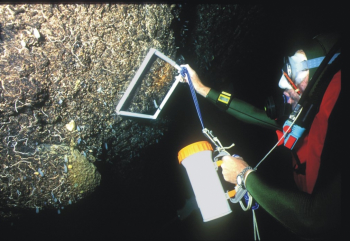 3 PP cave, counting deep-sea hexactinellid sponge Oopsacas minuta. 3 PP cave, counting deep-sea hexactinellid sponge Oopsacas minuta.