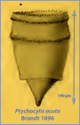 Ptychocylis acuta Brandt 1896