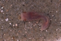 Polychaeta (bristle worms)