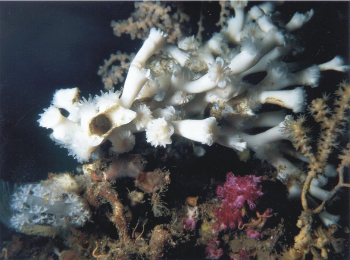 Lophelia reefs are common at several locations in the Trondheimsfjord, as shallow as 39m. Lophelia reefs are common at several locations in the Trondheimsfjord, as shallow as 39m.