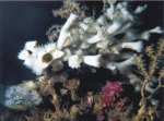 Lophelia reefs are common at several locations in the Trondheimsfjord, as shallow as 39m.