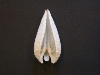 Picture of Barnea candida (Linnaeus, 1758) Picture of Barnea candida (Linnaeus, 1758)
