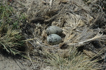 Kelp Gull Nest with Eggs