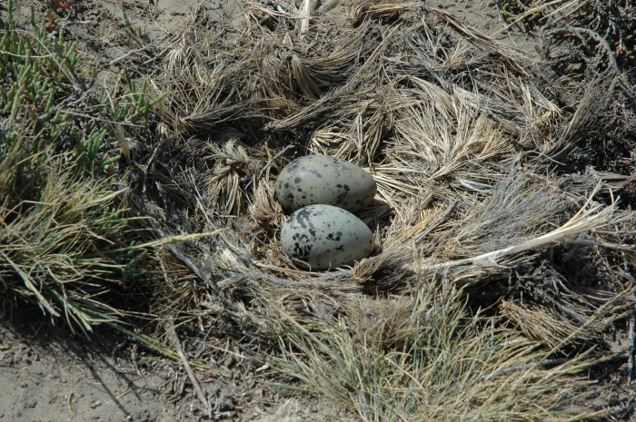 Kelp Gull Nest with Eggs Kelp Gull Nest with Eggs