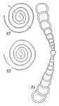 Chromista - Foraminifera (foraminifers)