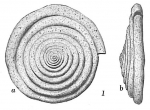 Chromista - Foraminifera (foraminifers)