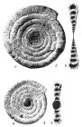 Ammodiscus flavidus scabrata
