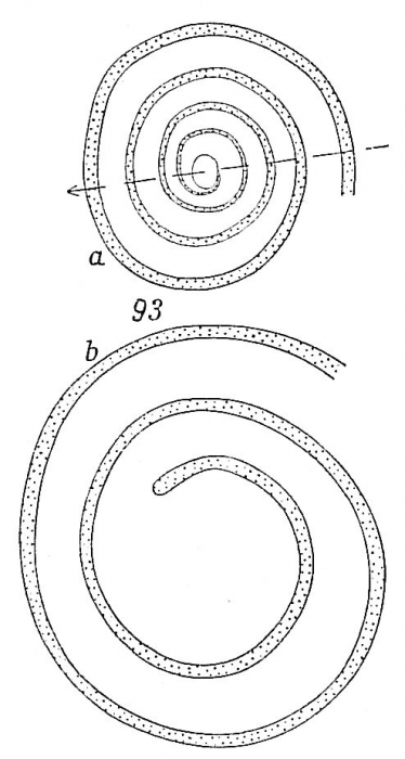 Ammodiscus intermedius