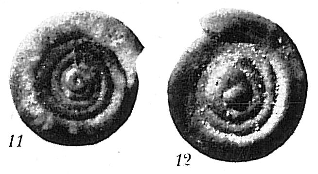 Ammodiscus intermedius