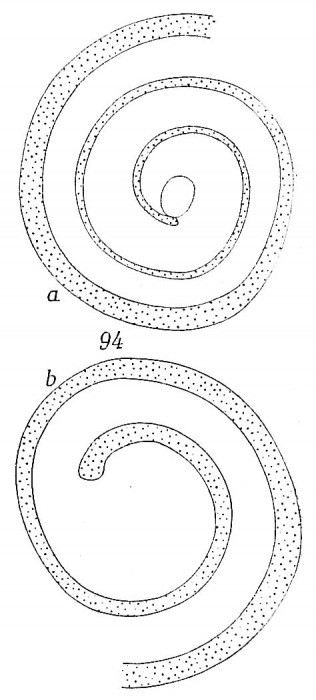 Ammodiscus intermedius Ammodiscus intermedius