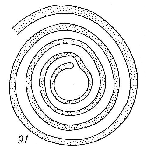 Ammodiscus planorbis Ammodiscus planorbis