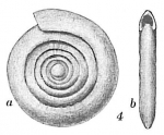 Ammodiscus planorbis