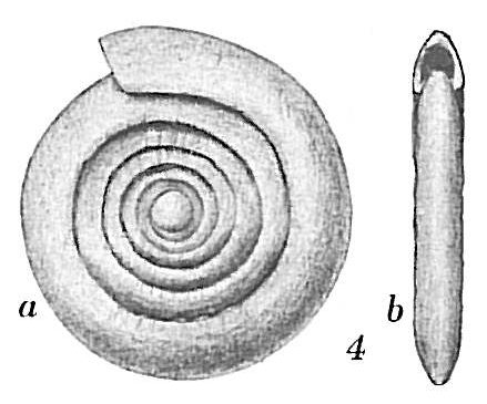 Ammodiscus planorbis Ammodiscus planorbis