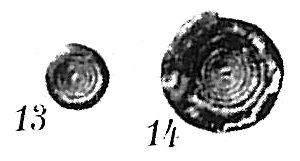 Ammodiscus planorbis