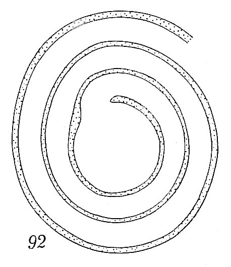 Ammodiscus planorbis Ammodiscus planorbis