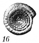 Ammodiscus planorbis
