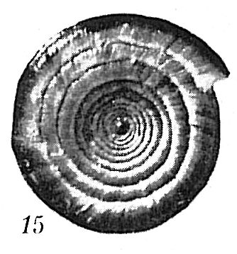 Ammodiscus planorbis Ammodiscus planorbis