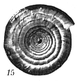 Chromista - Foraminifera (foraminifers)