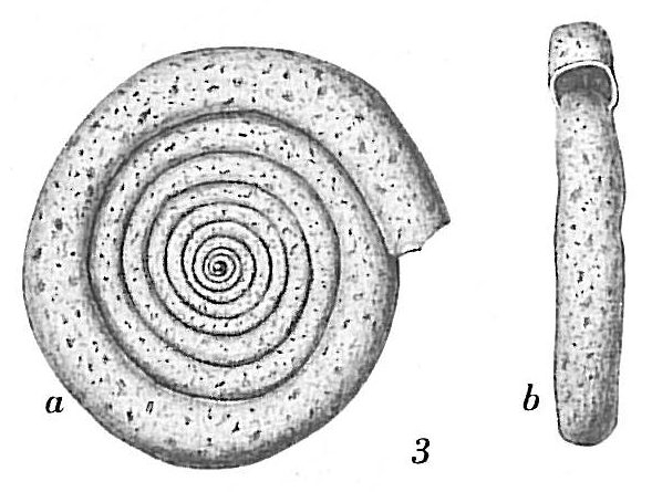 Ammodiscus planus Ammodiscus planus