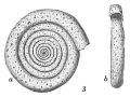 Chromista - Foraminifera (foraminifers)