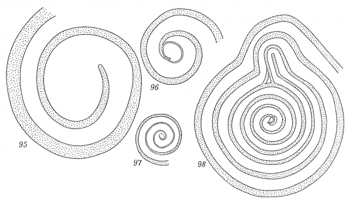 Ammodiscus tenuis