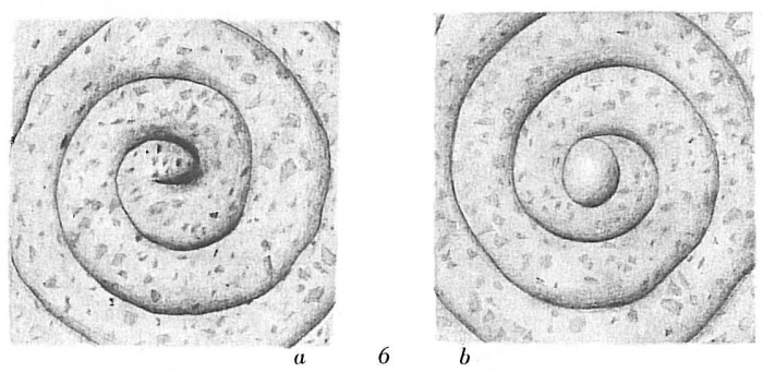 Ammodiscus tenuis Ammodiscus tenuis