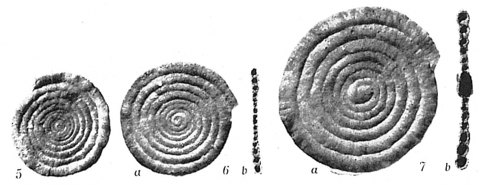 Ammodiscus tenuis