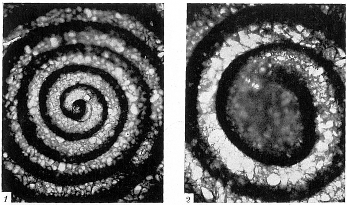 Ammodiscus tenuis