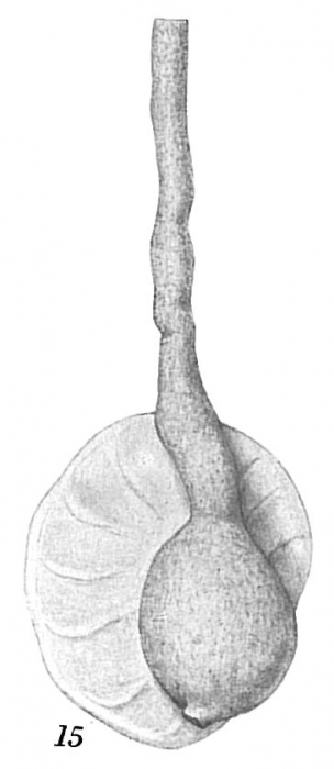 Ammolagena clavata Ammolagena clavata