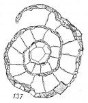 Chromista - Foraminifera (foraminifers)