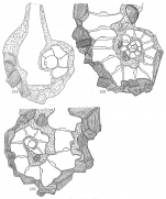 Ammoscalaria tenuimargo