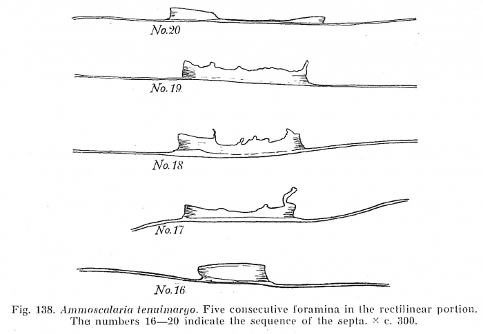 Ammoscalaria tenuimargo Ammoscalaria tenuimargo