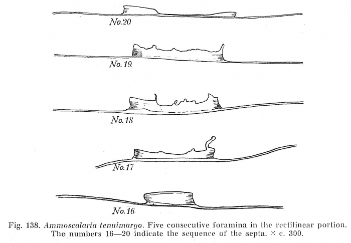 Ammoscalaria tenuimargo