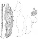 Chromista - Foraminifera (foraminifers)