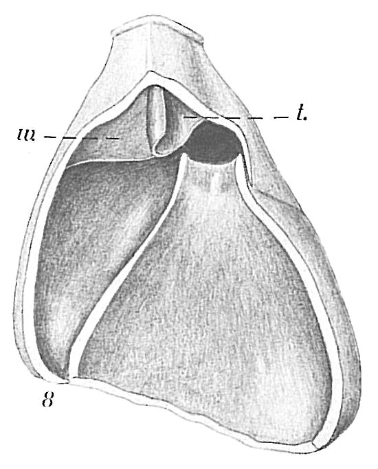 Angulogerina angulosa