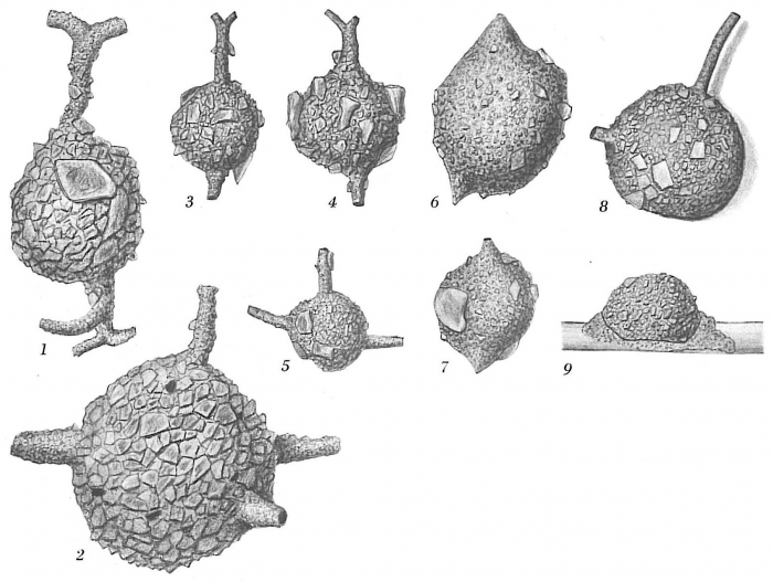 Armorella sphaerica Armorella sphaerica