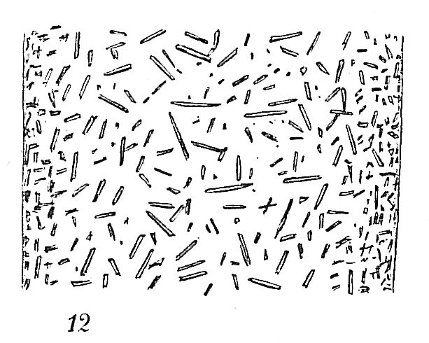 Bathysiphon argenteus Bathysiphon argenteus