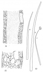 Bathysiphon minutus