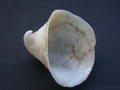 Picture of Capulus ungaricus (Linnaeus, 1758) Picture of Capulus ungaricus (Linnaeus, 1758)