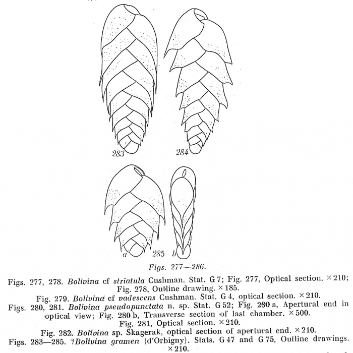 Bolivina gramen Bolivina gramen