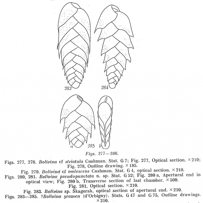 Bolivina gramen