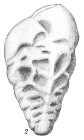 Bolivina pseudoplicata