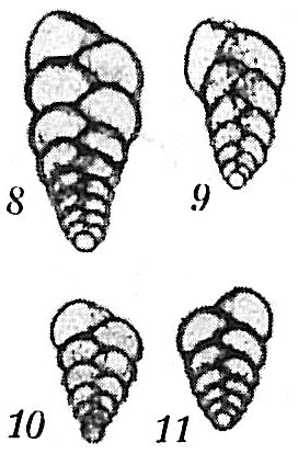 Bolivina pseudoplicata Bolivina pseudoplicata